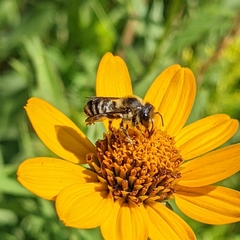 Megachile rotundata