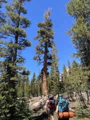 Pinus contorta murrayana