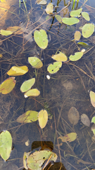 Potamogeton natans