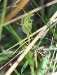 Pterostylis alpina
