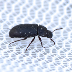 Tenebrioninae