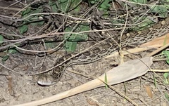 Pituophis catenifer affinis