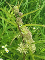 Asclepias hirtella