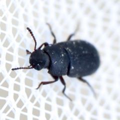 Tenebrioninae