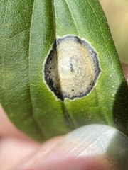 Botryosphaeria dothidea