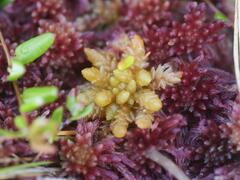 Sphagnum rubellum