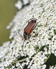 Stictoleptura canadensis
