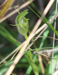 Pterostylis alpina