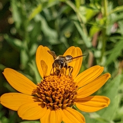Megachile rotundata