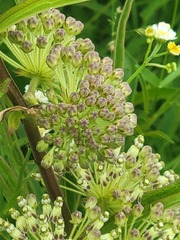 Asclepias hirtella