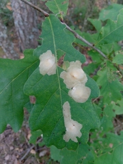 Tischeria ekebladella