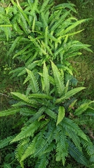Struthiopteris spicant