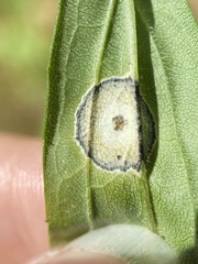 Botryosphaeria dothidea