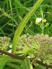 Asclepias hirtella