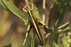 Schistocerca obscura