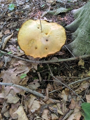 Suillus americanus