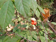 Euonymus verrucosus