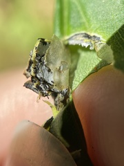 Botryosphaeria dothidea