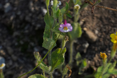 Diplacus torreyi