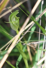 Pterostylis alpina