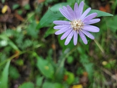 Symphyotrichum