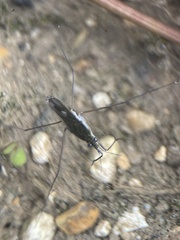 Gerris lacustris
