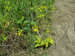 Lomatium ambiguum