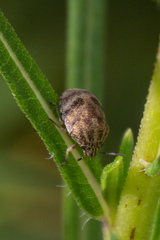 Orsilochides stictica
