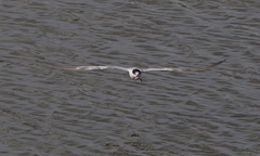 Sterninae