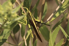 Schistocerca obscura