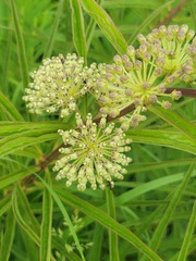 Asclepias hirtella