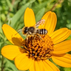 Megachile rotundata