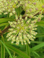 Asclepias hirtella