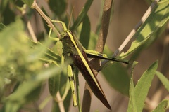 Schistocerca obscura