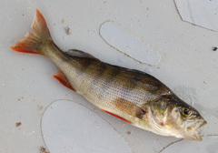 Perca fluviatilis