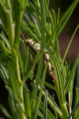 Schistocerca obscura