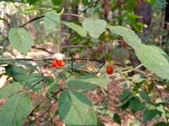 Euonymus verrucosus