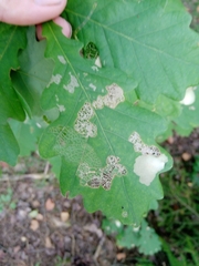 Tischeria ekebladella