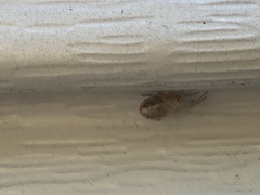 Zygiella x-notata