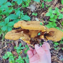 Boletinellus merulioides