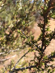 Adenostoma fasciculatum