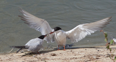 Sterninae
