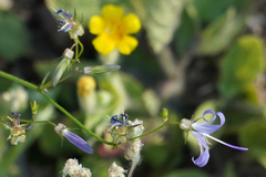 Campanula prenanthoides