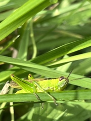 Mecostethus parapleurus