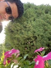 Pinales