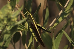 Schistocerca obscura
