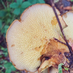 Boletinellus merulioides