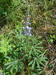 Lupinus sericeus