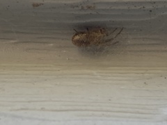 Zygiella x-notata