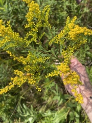 Solidago juncea